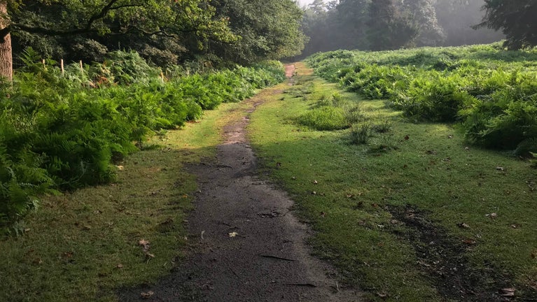 A narrow path runs between green ferns and trees in Attingham's Deer Park, Shropshire